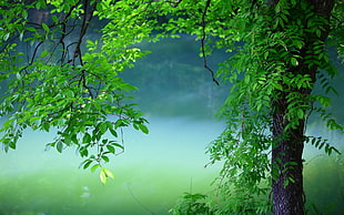 green trees HD wallpaper