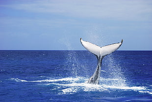 whale tail, humpback, platypus HD wallpaper