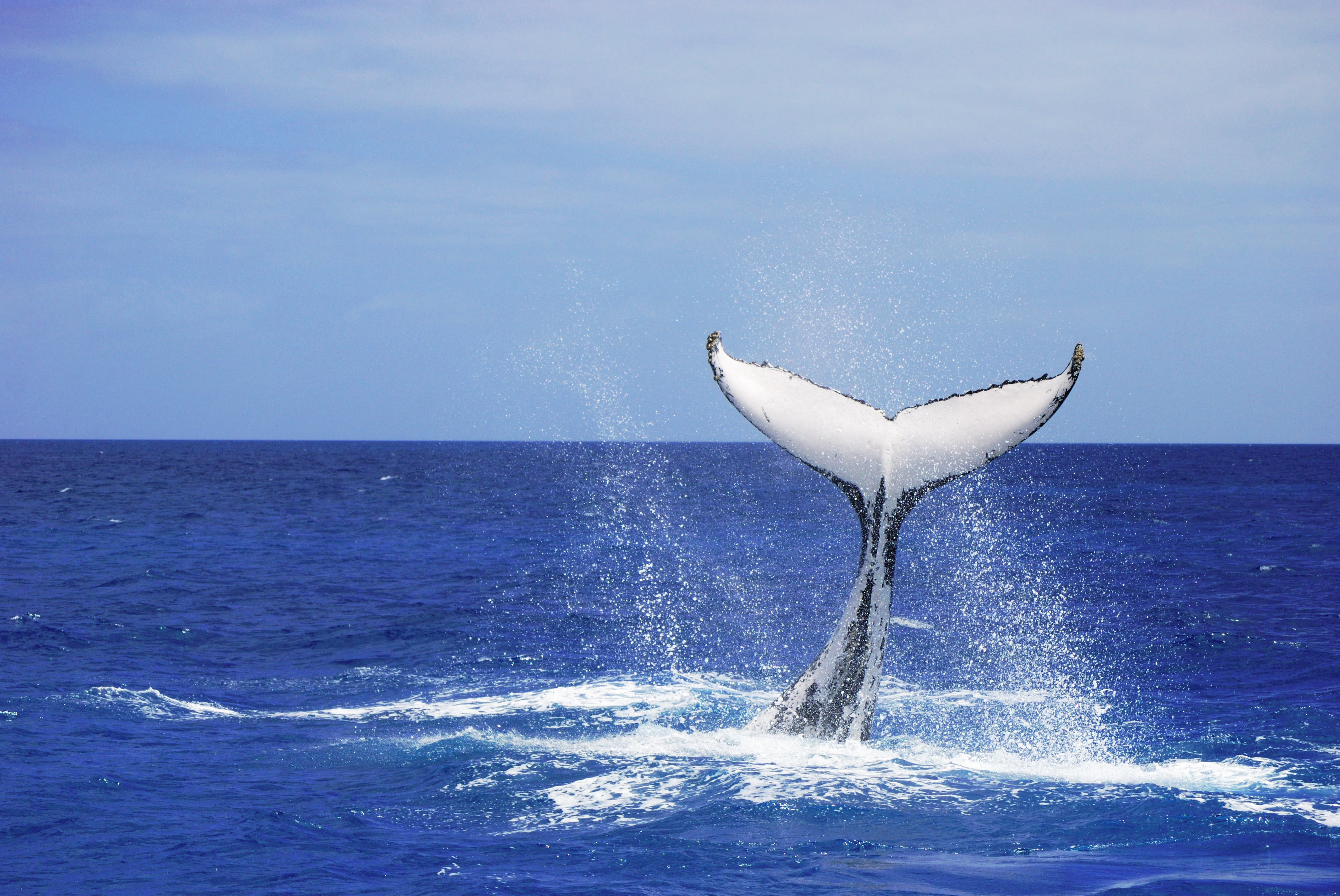 whale tail, humpback, platypus HD wallpaper.