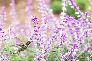 selective focus photography of humming bird near purple petal flower