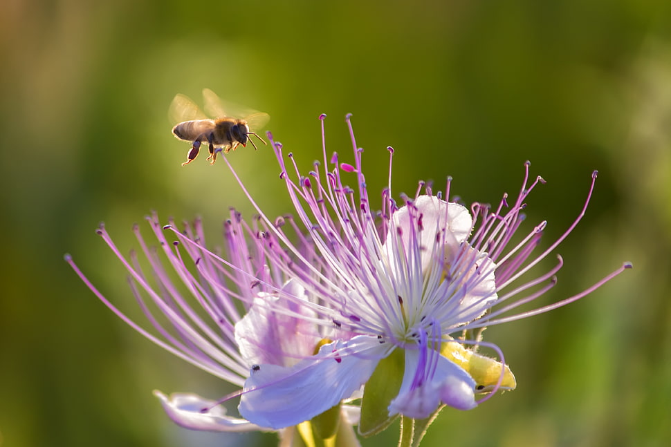honey bee hovering over purple flower during daytime HD wallpaper