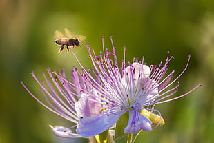 honey bee hovering over purple flower during daytime