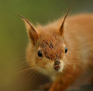 brown animal in closeup photo