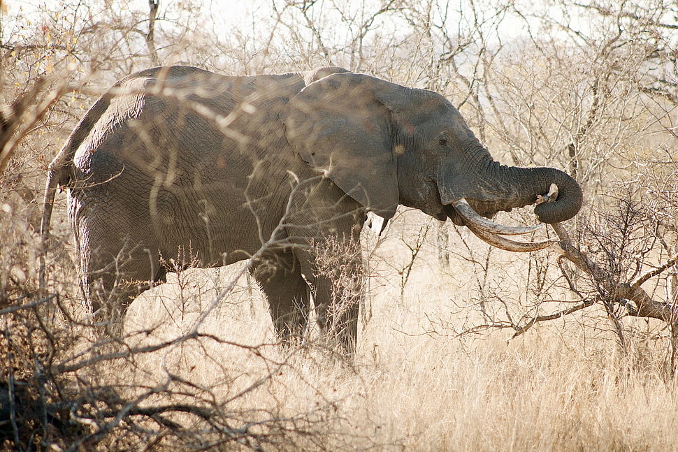 gray elephant surrounded by trees HD wallpaper