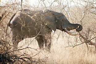 gray elephant surrounded by trees