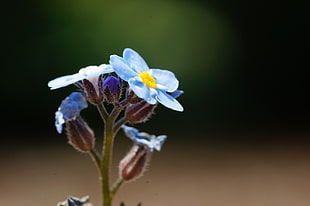 depth of field of blue petaled flowers, forget-me-not