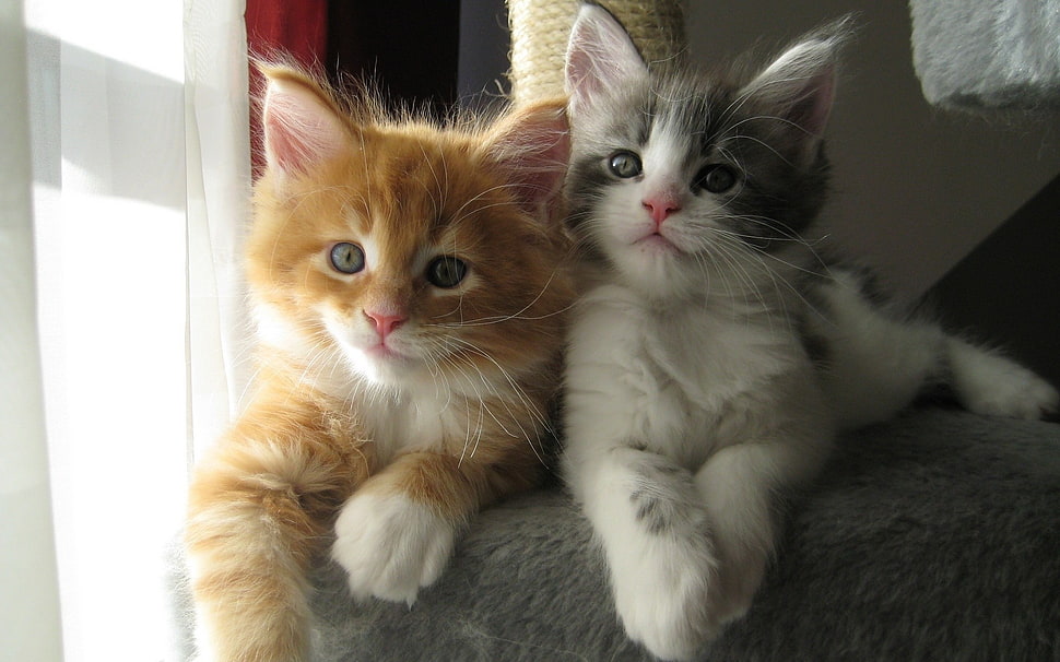 two gray and brown tabby cats, cat, kittens, animals HD wallpaper