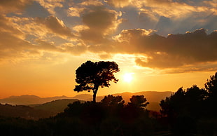 silhouette of tree, landscape HD wallpaper