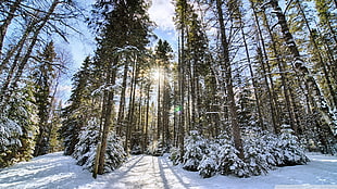 green leaf pine trees, landscape, nature, forest, snow