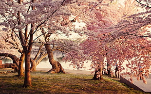 pink Cherry Blossom tree, trees, water, grass, cherry blossom