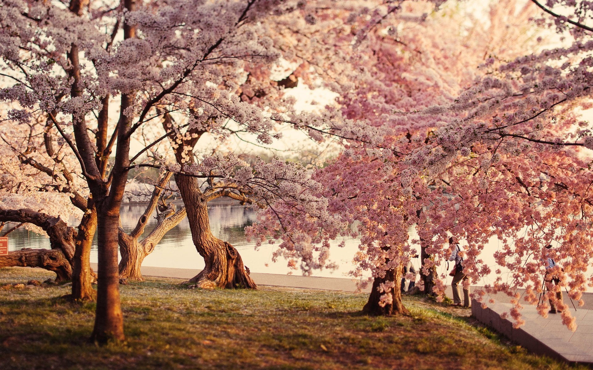 pink Cherry Blossom tree, trees, water, grass, cherry blossom