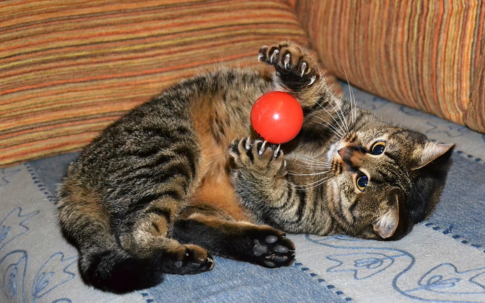 silver tabby cat HD wallpaper