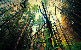 woodland, landscape, nature, trees HD wallpaper