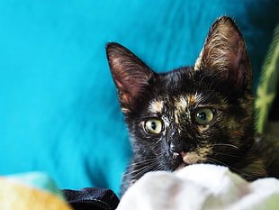 black cat, Kitten, Cat, Spotted HD wallpaper