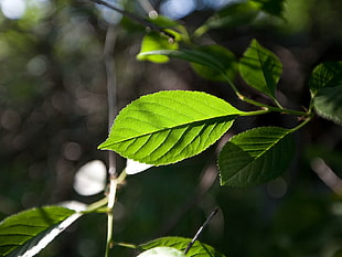 closeup photography of ovate green leaf
