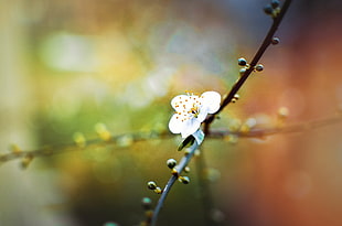 macro photography of white flower HD wallpaper