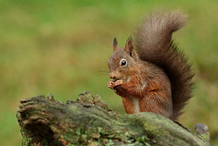 brown squirrel on brown wooden tree trunk