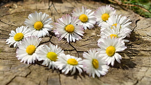 heart shape made from daisies HD wallpaper