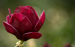 red petaled flower in closeup photo HD wallpaper