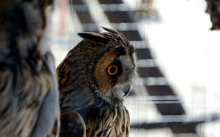 selective focus photography of brown Horned Owl