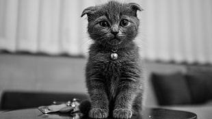 short-haired gray kitten, animals, monochrome, cat