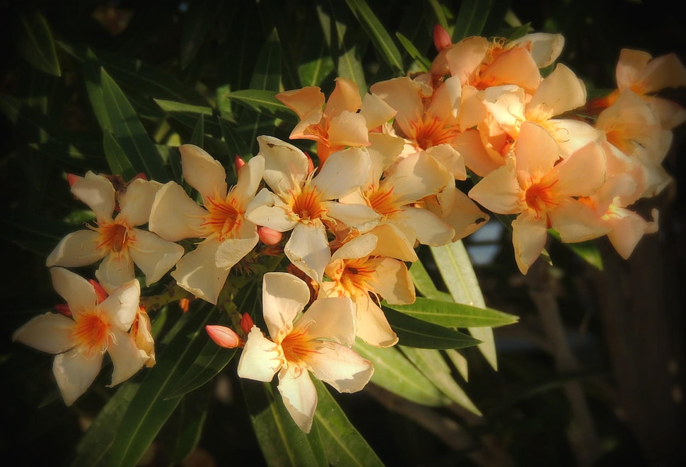assorted yellow flower lot HD wallpaper