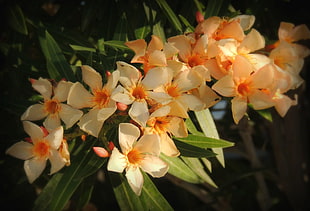 assorted yellow flower lot