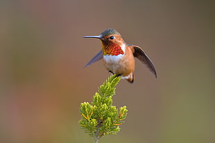 photo of Hummingbird, allen HD wallpaper