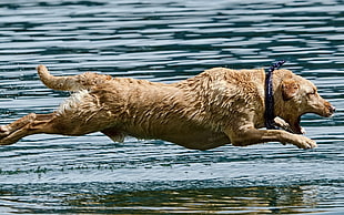adult yellow Labrador retriever, dog