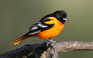 closeup photography of orange and black bird