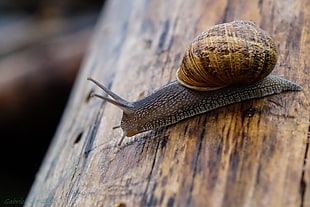 selective focus photography of brown and gray snail on wooden surface