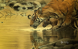 tiger with cub drinking photo HD wallpaper