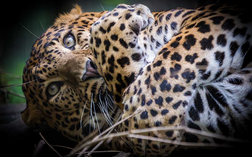 leopard closed-up photo HD wallpaper