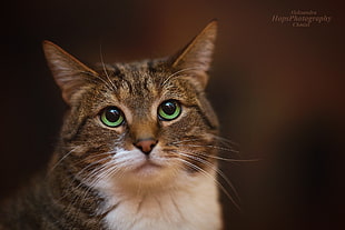 short-coated calico cat, animals, cat, portrait