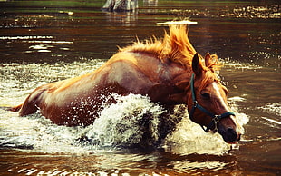 brown horse, horse, water, river, animals