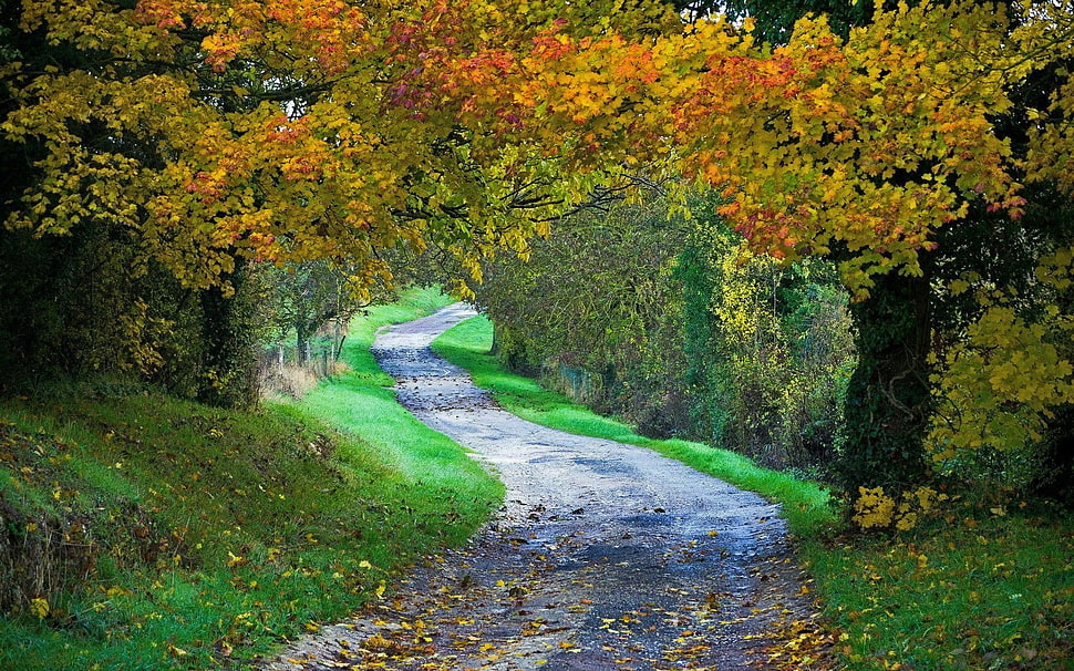 green trees, landscape, nature, path, fall HD wallpaper