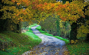green trees, landscape, nature, path, fall