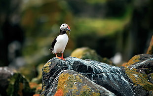focus photography of Atlantic Puffin on black rock