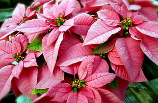 red Poinsettia flowers in closeup photo HD wallpaper