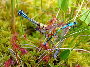 close up photo of blue dragonflies on red flower