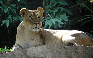 lioness on beige rock