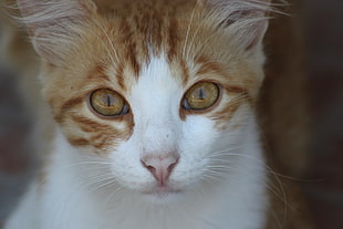 selective focus photography of orange tabby cat HD wallpaper