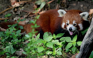 brown and white 4-legged animal, red panda