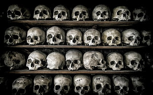 white skulls, death, skull, bones HD wallpaper