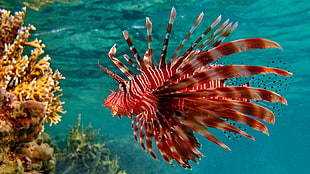 red and beige fish, lionfish, animals, sea, coral