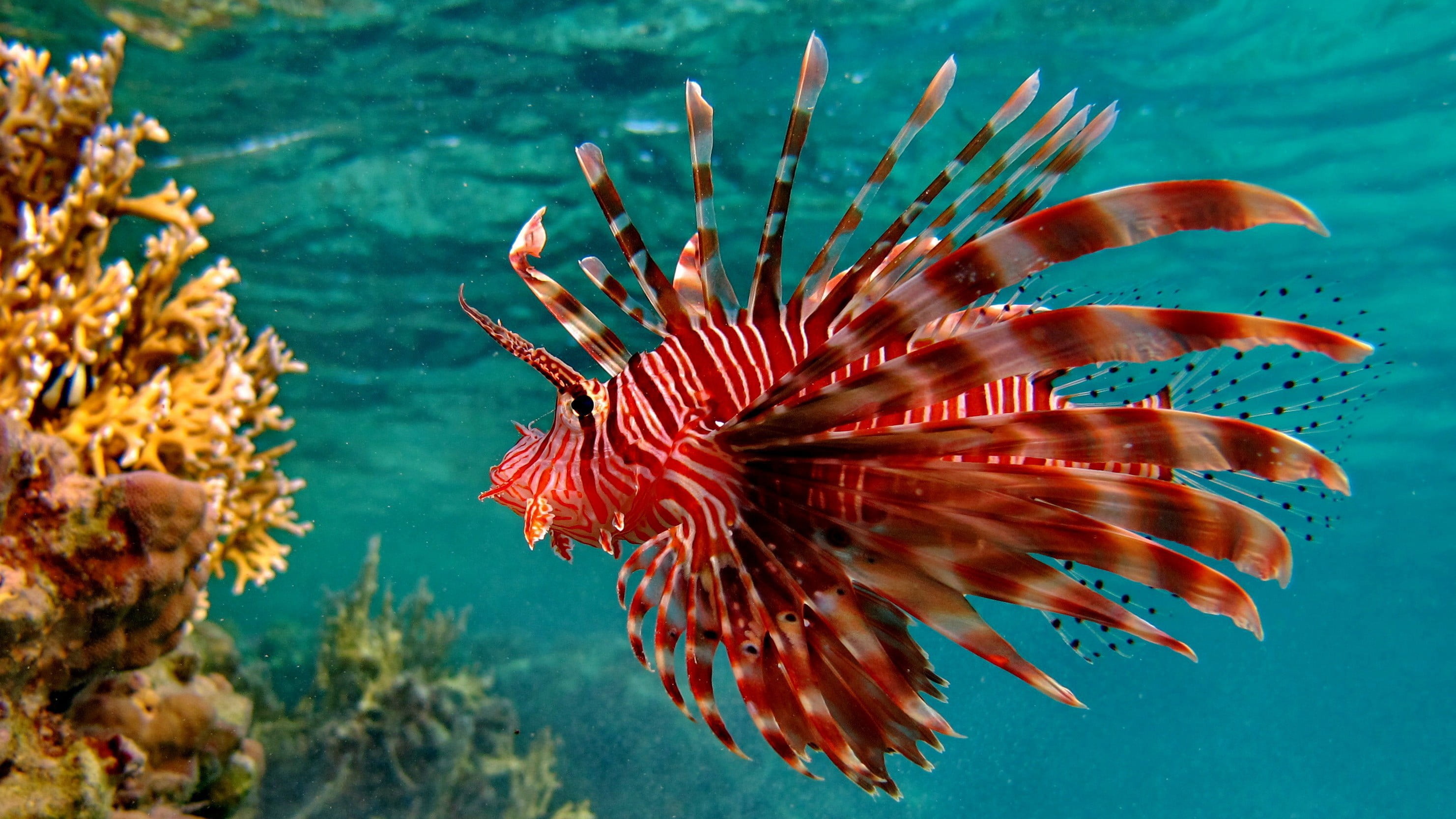 red and beige fish, lionfish, animals, sea, coral