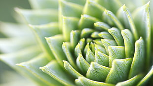 closeup photo of green flower, green plant