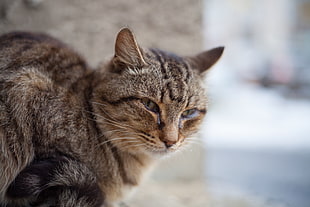 selective focus of silver tabby cat