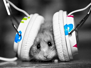 white, blue, pink, and green corded headphone, hamster, animals, headphones