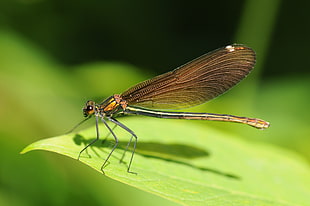 macro photogaraphy of Dragonfly